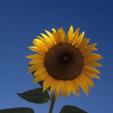 Penzion Casa Da Osga 4*